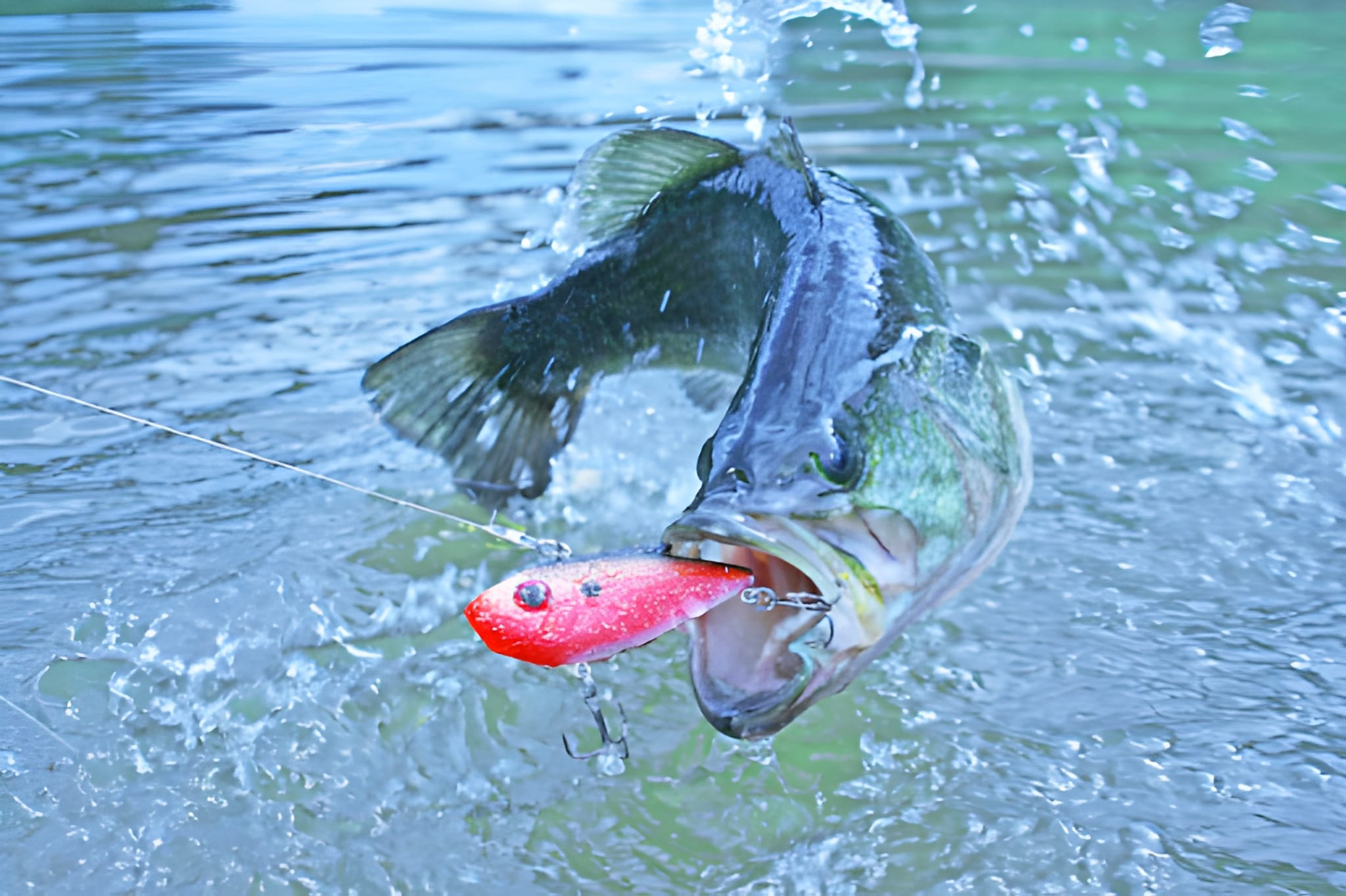 black bass
